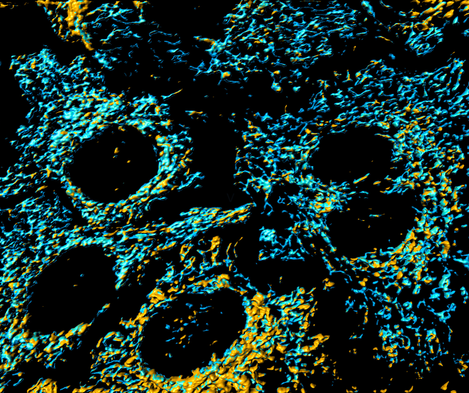 Mitochondrijos: ląstelių energijos centras ir jų vaidmuo senėjimo procesuose